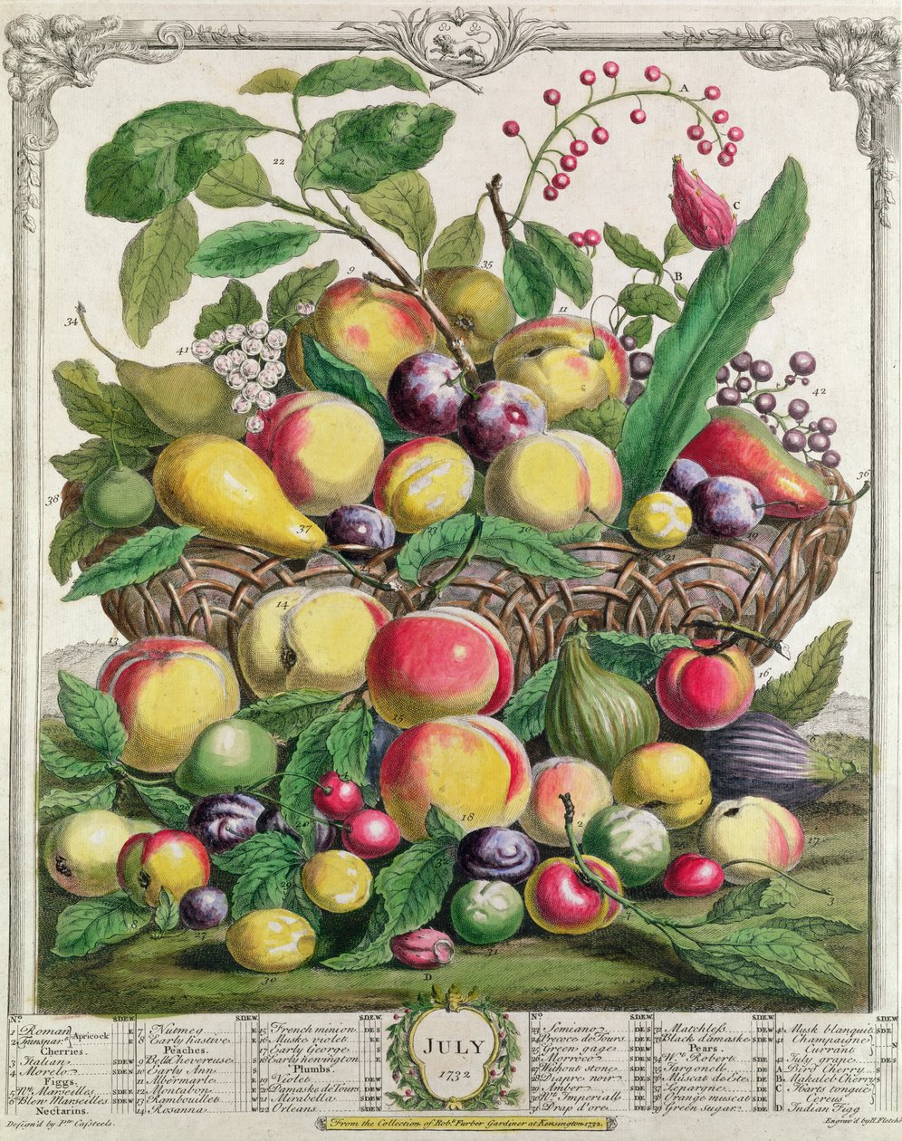 Juli, från "Twelve Months of Fruits", av Robert Furber (ca 1674-1756) graverad av Henry Fletcher, 1732 (färgstick) av Pieter Casteels