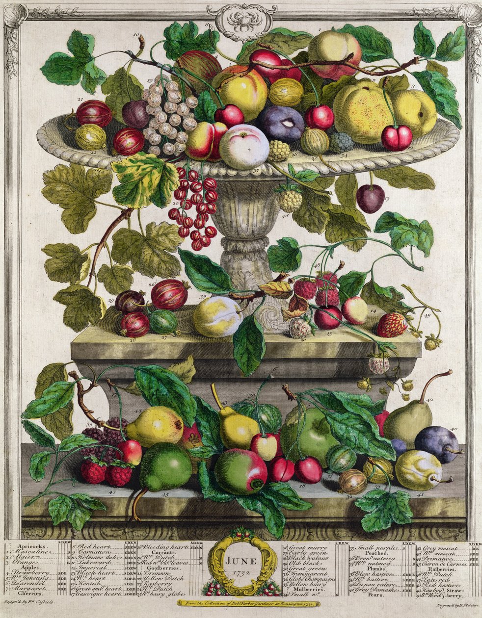Juni, från "Twelve Months of Fruits", av Robert Furber (ca 1674-1756), graverad av Henry Fletcher, 1732 (färggravyr). av Pieter Casteels