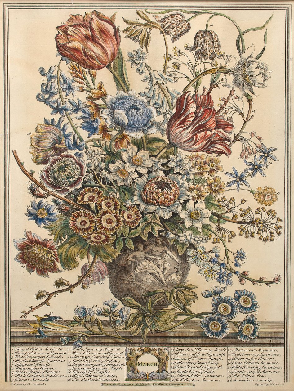 Mars, från "Twelve Months of Flowers" av Robert Furber (ca 1674-1756) graverad av Henry Fletcher (färgstick) av Pieter Casteels