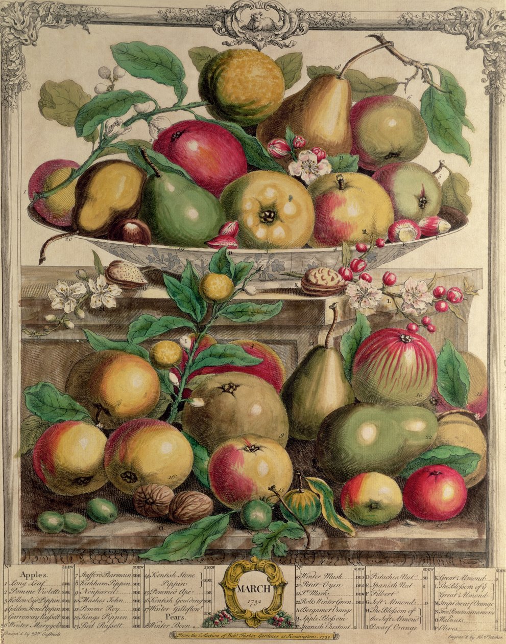 Mars, från "Twelve Months of Fruits", av Robert Furber (ca 1674-1756) graverad av Henry Fletcher, 1732 (färgstick) av Pieter Casteels