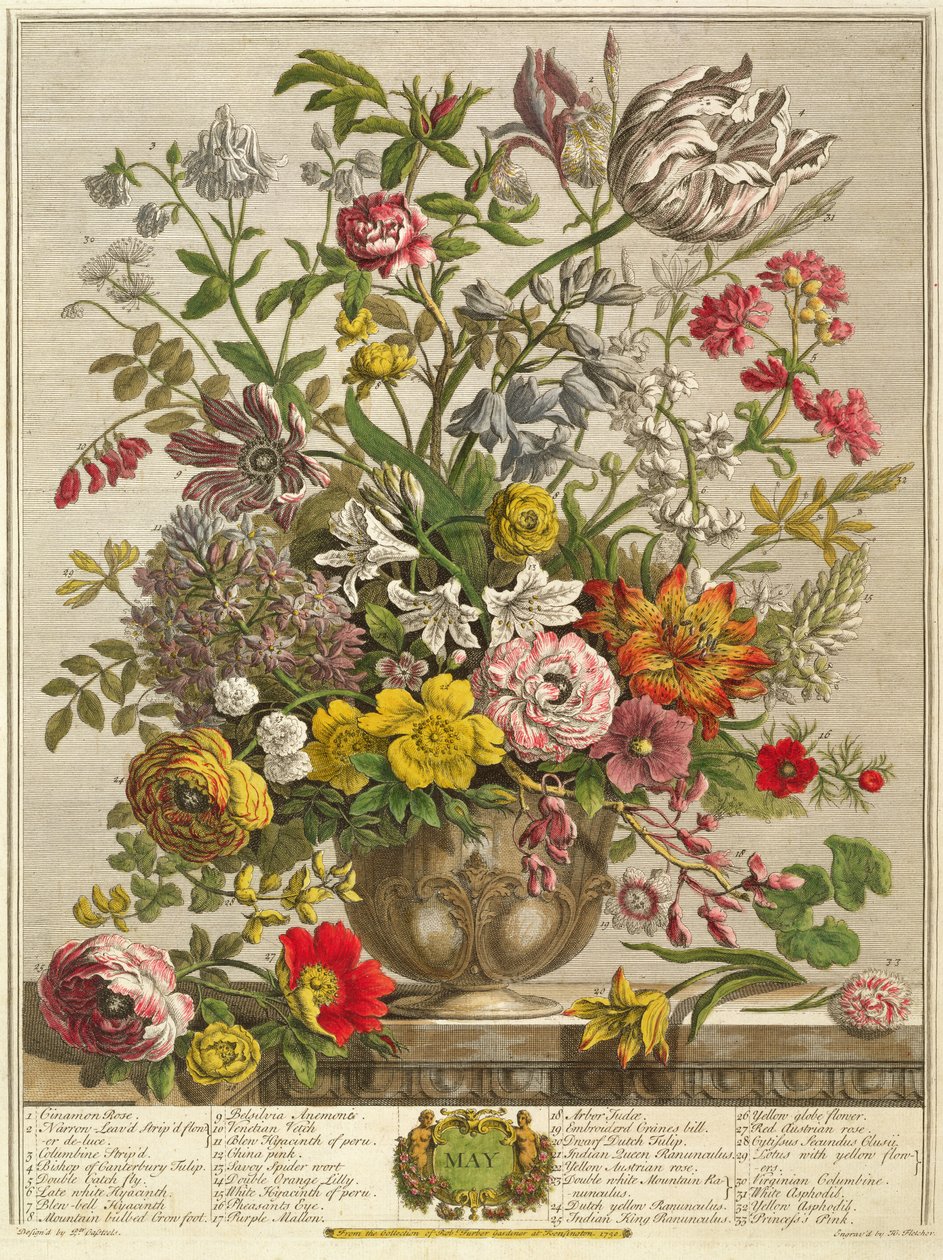 Maj, från "Twelve Months of Flowers" av Robert Furber (c.1674-1756) graverad av Henry Fletcher (färgstick) av Pieter Casteels