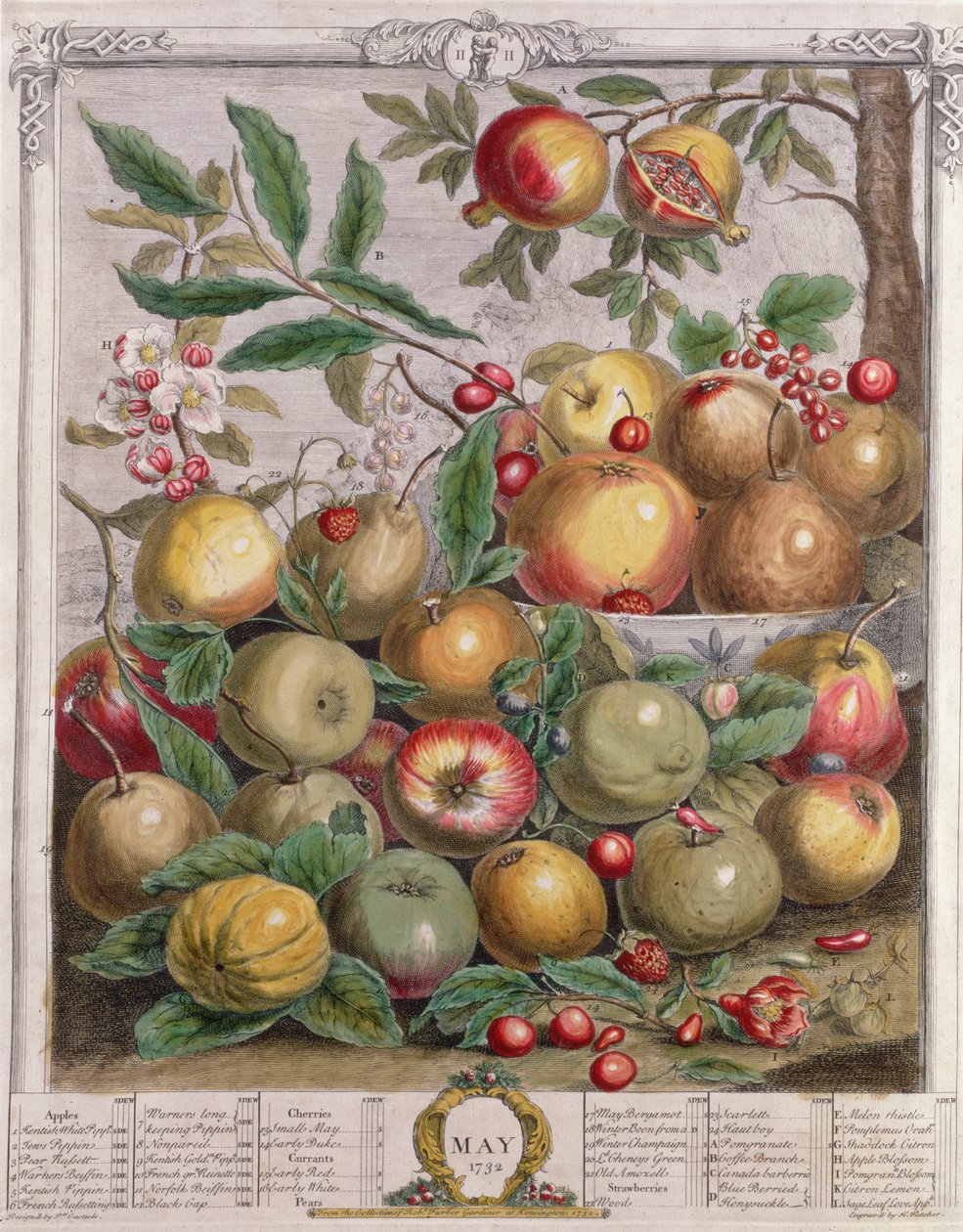 Maj, från "Twelve Months of Fruits", av Robert Furber (ca 1674-1756) graverad av Henry Fletcher, 1732 (färgstick) av Pieter Casteels
