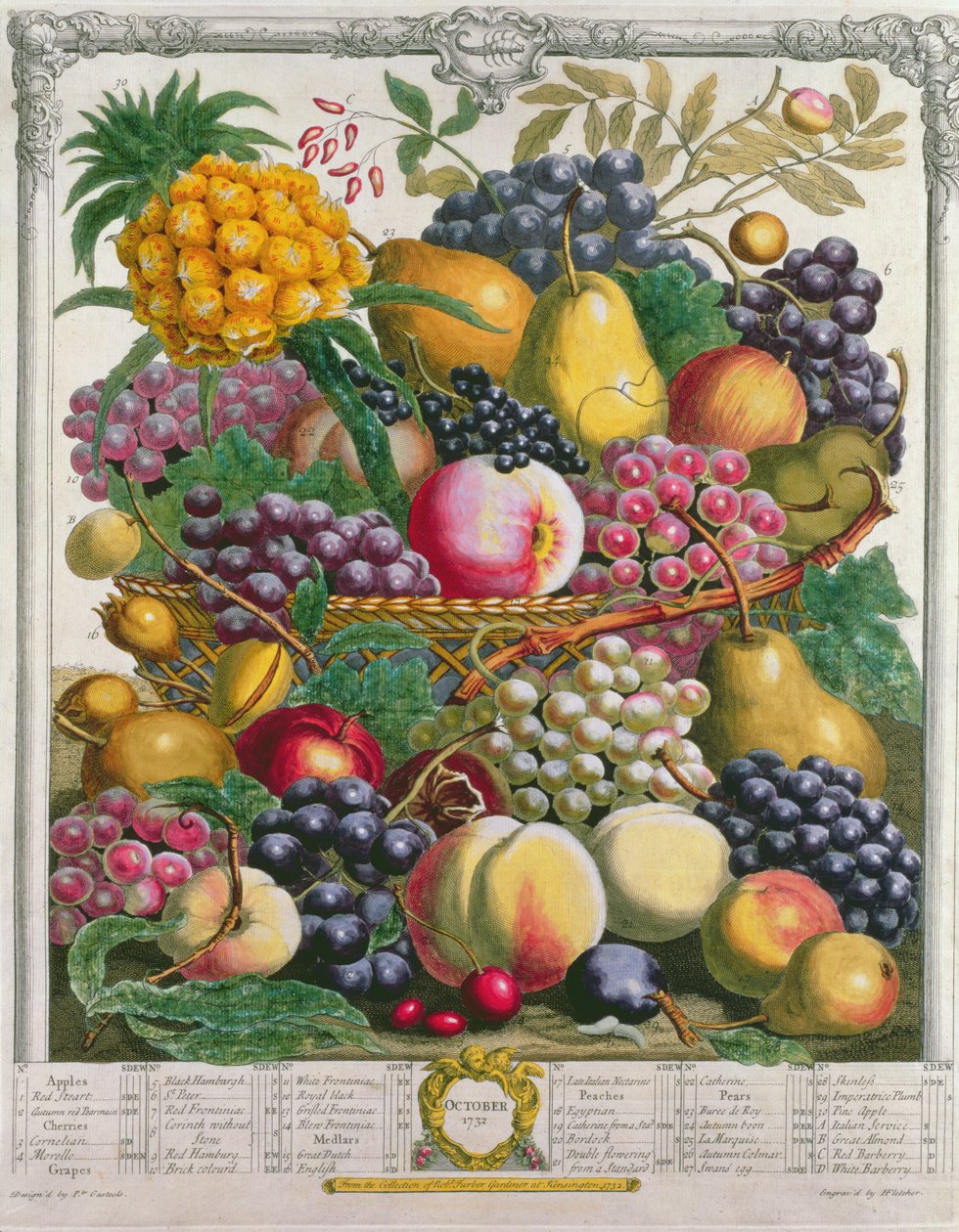 Oktober, från "Twelve Months of Fruits", av Robert Furber (ca 1674-1756) graverad av Henry Fletcher, 1732 (färgstick) av Pieter Casteels