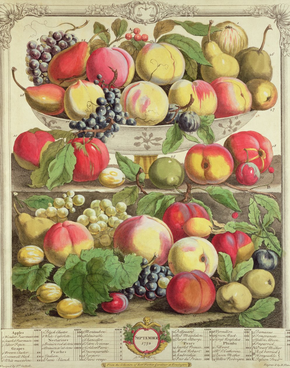 September, från "Twelve Months of Fruits", av Robert Furber (ca 1674-1756) graverad av Henry Fletcher, 1732 (färgstick) av Pieter Casteels