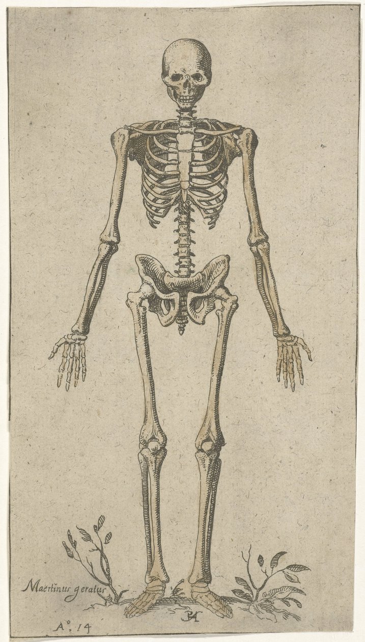 Manligt skelett, sett framifrån Anatomiska studier (serietitel) av Pieter Feddes van Harlingen
