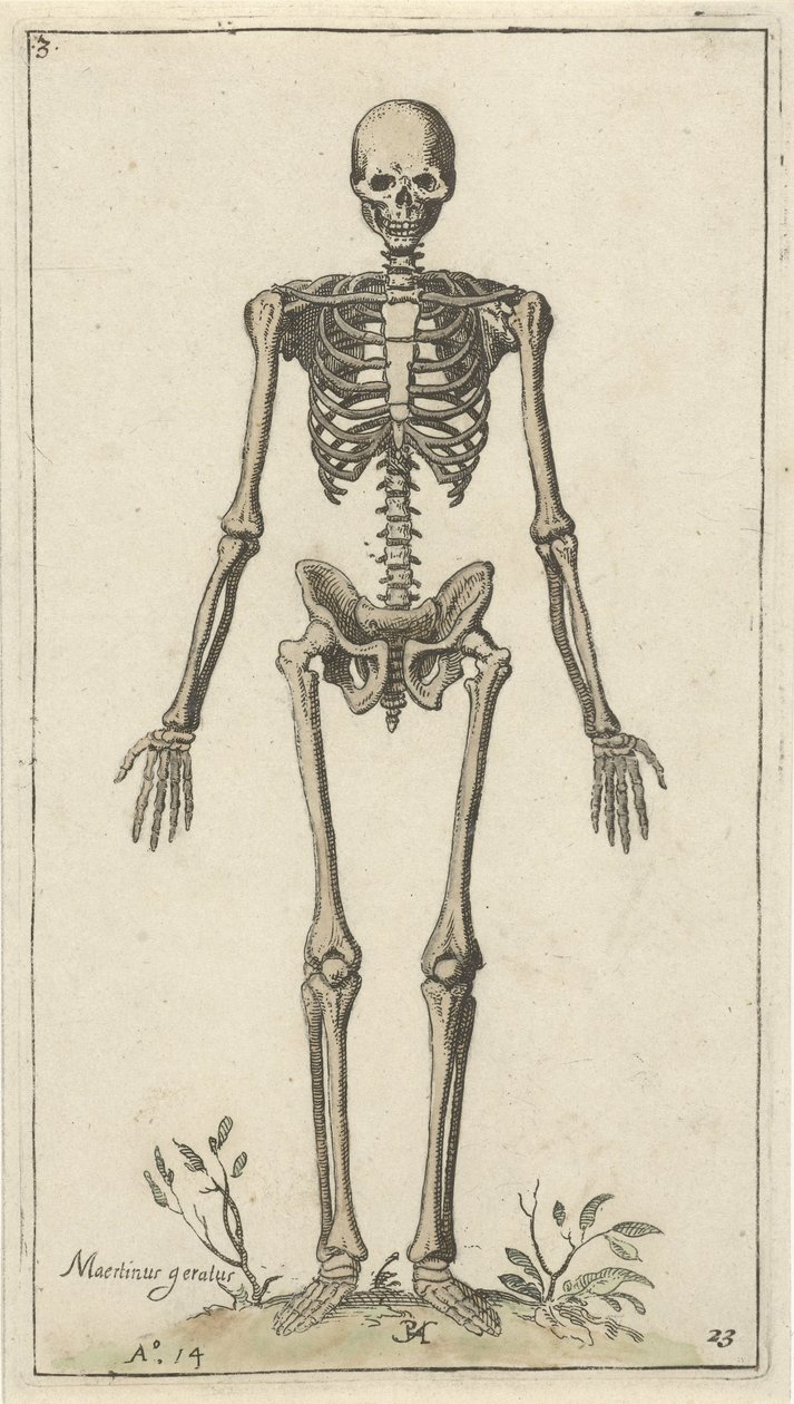 Manligt skelett, sett framifrån Anatomiska studier (serietitel) av Pieter Feddes van Harlingen