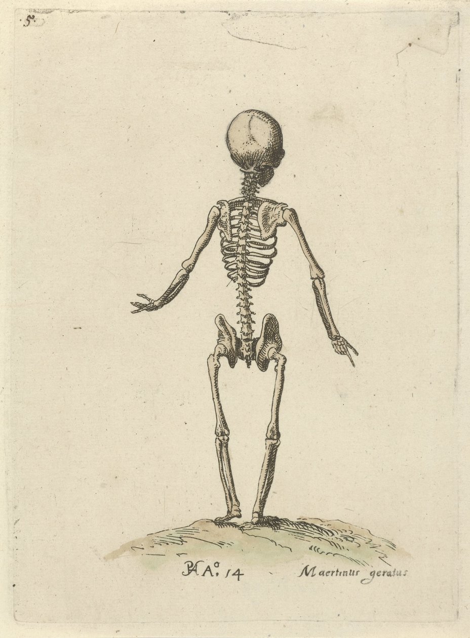 Skelett, sett bakifrån Anatomiska studier (serietitel) av Pieter Feddes van Harlingen