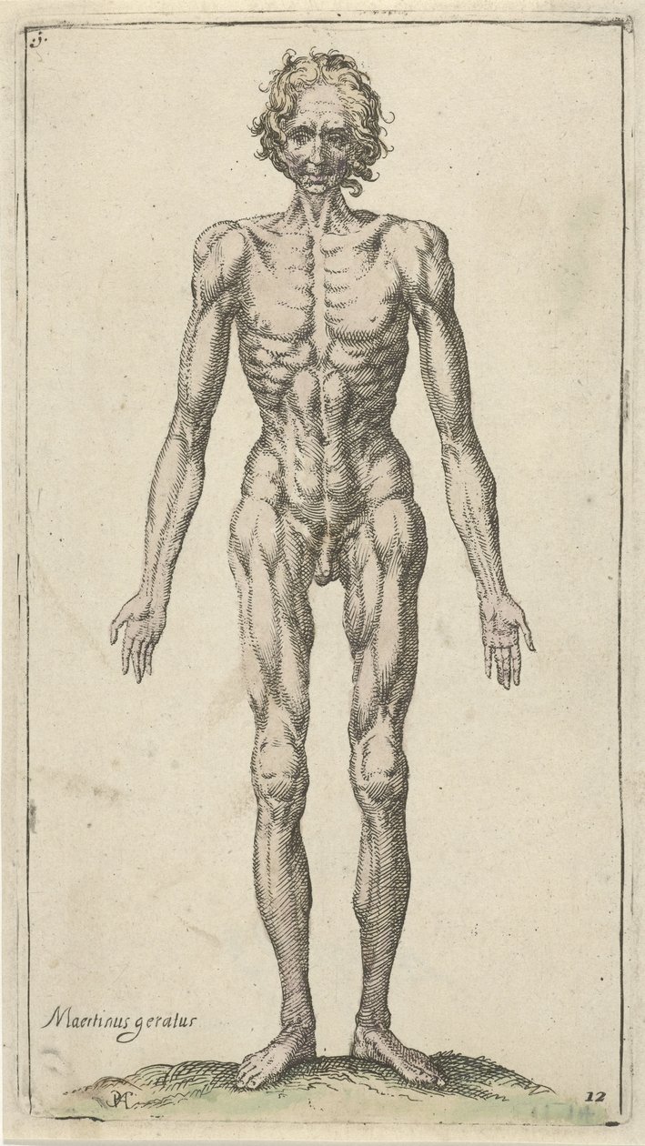 Studie av en naken man Anatomical Studies (serietitel) av Pieter Feddes van Harlingen