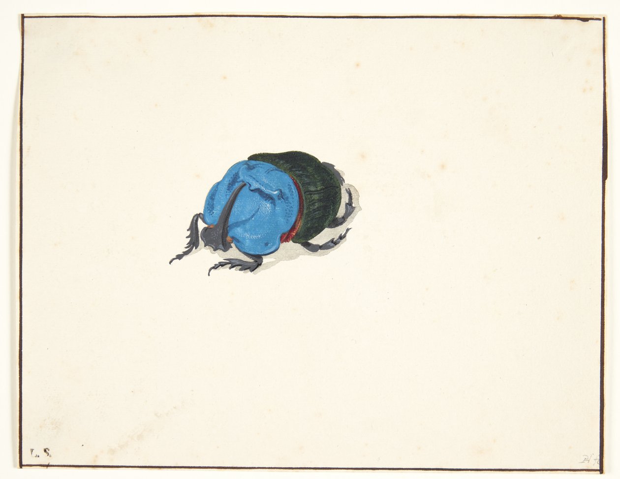En noshörningsbagge (scarabaeidae) av Pieter Holsteijn