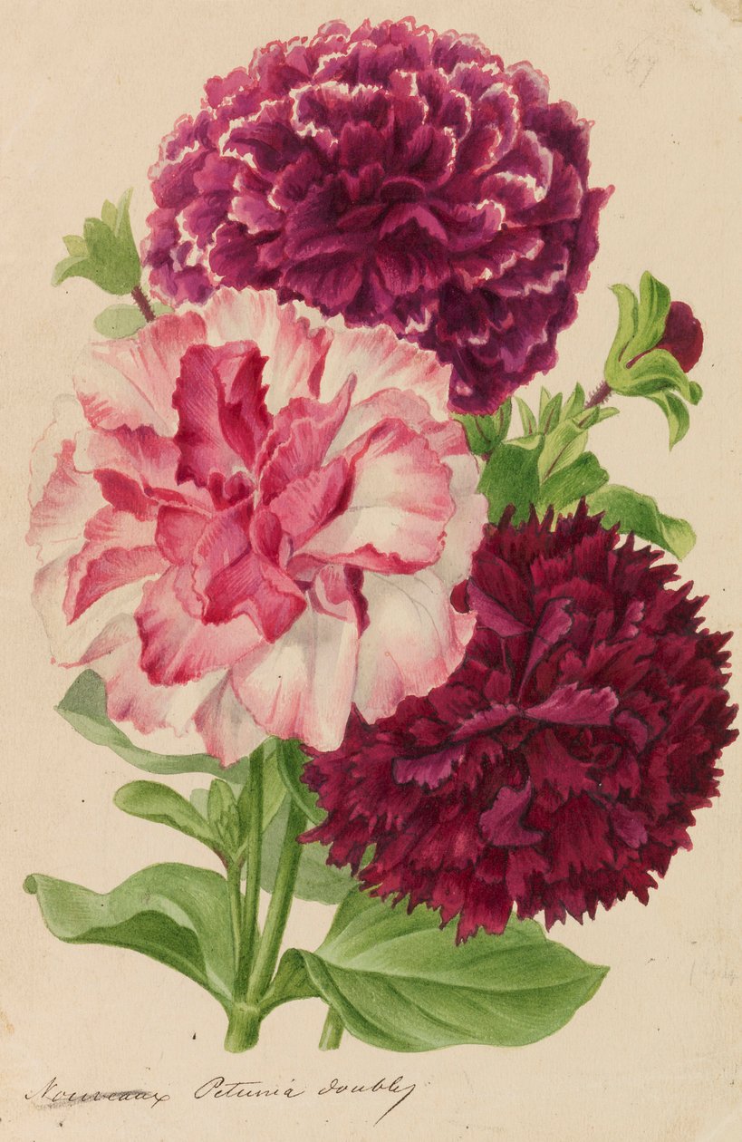 Original från trädgårds- och trädodlingspublikationer, 1878-1881. av Pieter Joseph de Pannemaeker