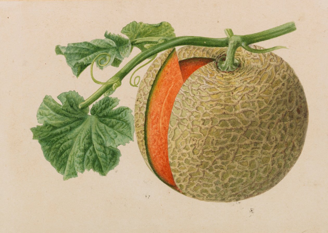 Original från trädgårds- och trädodlingspublikationer, 1878-1881. av Pieter Joseph de Pannemaeker