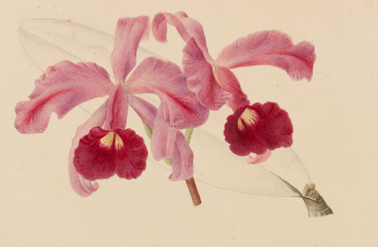 Original från trädgårds- och trädodlingspublikationer, 1878-1881. av Pieter Joseph de Pannemaeker