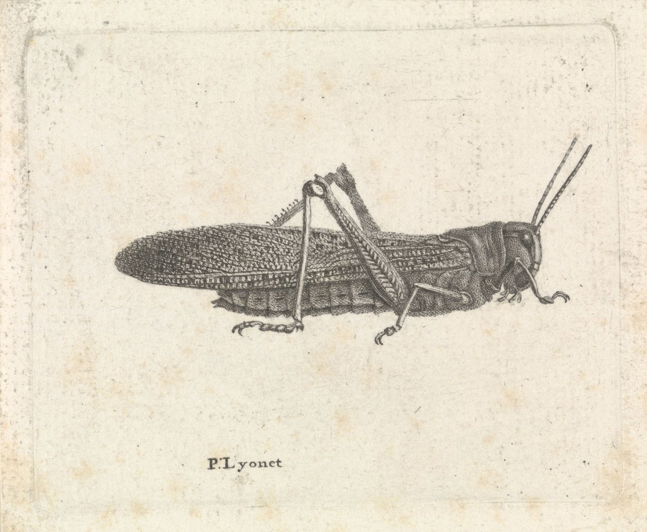 gräshoppa av Pieter Lyonet