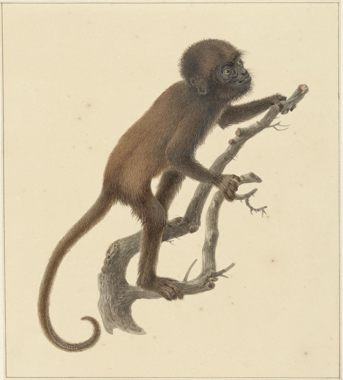 apa av Pieter Pietersz. Barbiers