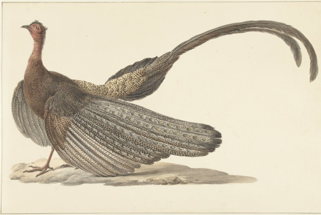 Argus fasan av Pieter Pietersz. Barbiers