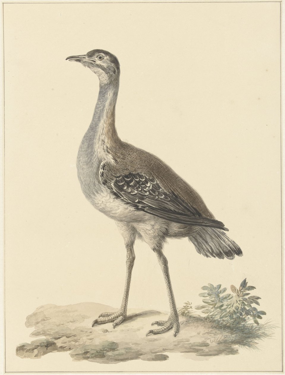 Denhams trap (Neotis denhami) av Pieter Pietersz. Barbiers