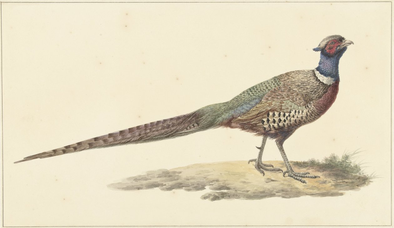 Fazantsスウェーデン語 av Pieter Pietersz. Barbiers