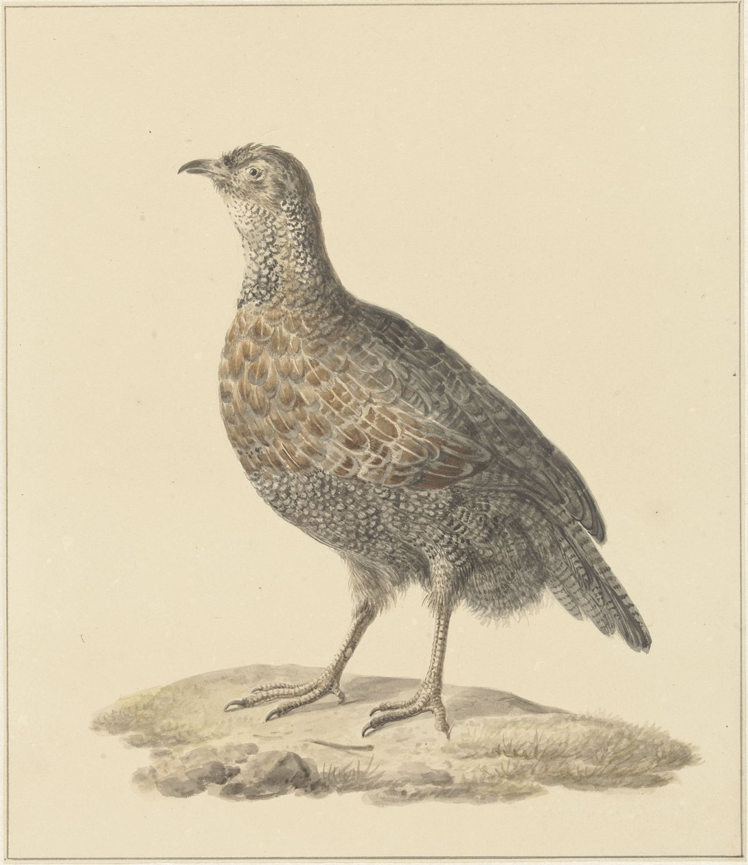 rapphöna (?) av Pieter Pietersz. Barbiers