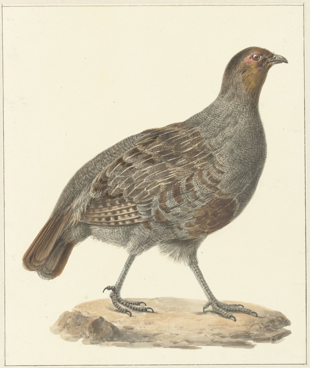 Rapphöna av Pieter Pietersz. Barbiers
