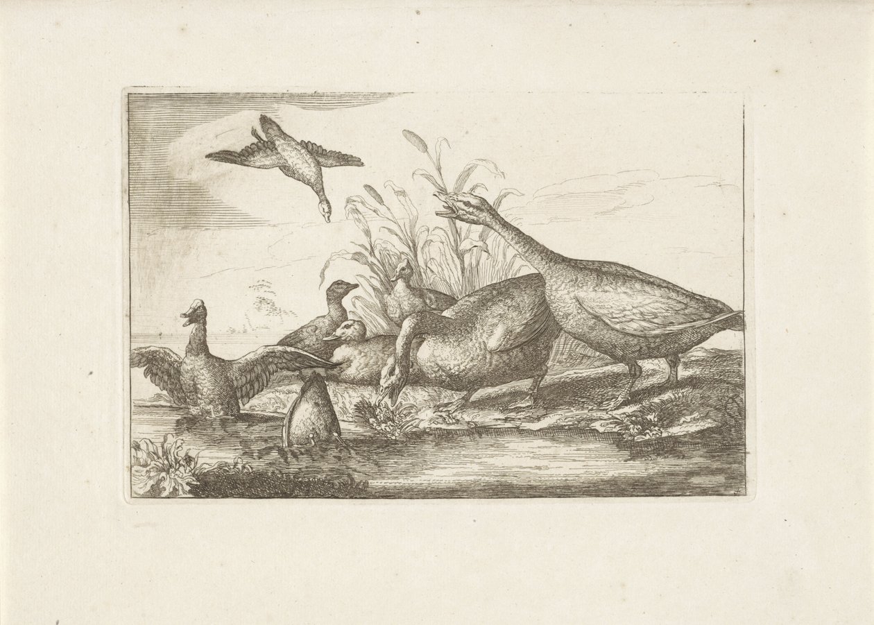 Eenden en ganzen Olika fåglar (serietitel) De mest perfekta figurerna av olika fåglar (...) (serietitel) av Pieter Schenk (I) (attributed to)