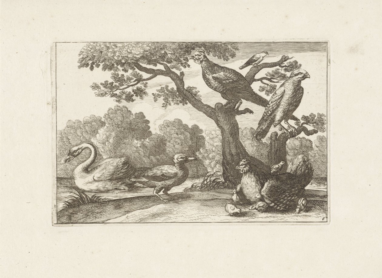 Kip met kuikens och andra vogels Olika fåglar (serietitel) De mest perfekta figurerna av olika fåglar (...) (serietitel) av Pieter Schenk (I) (attributed to)
