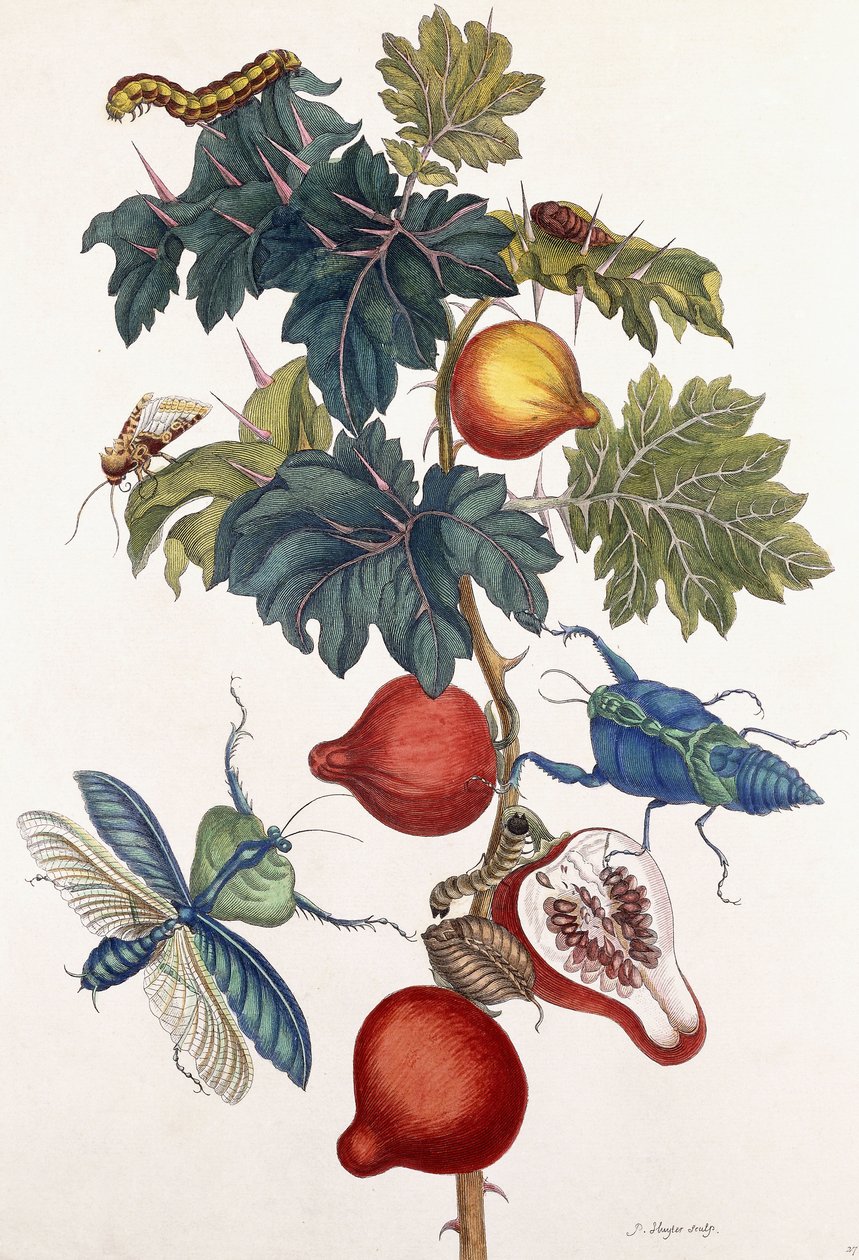 Metamorfos av olika insekter, 1726 av Pieter Sluiter or Sluyter