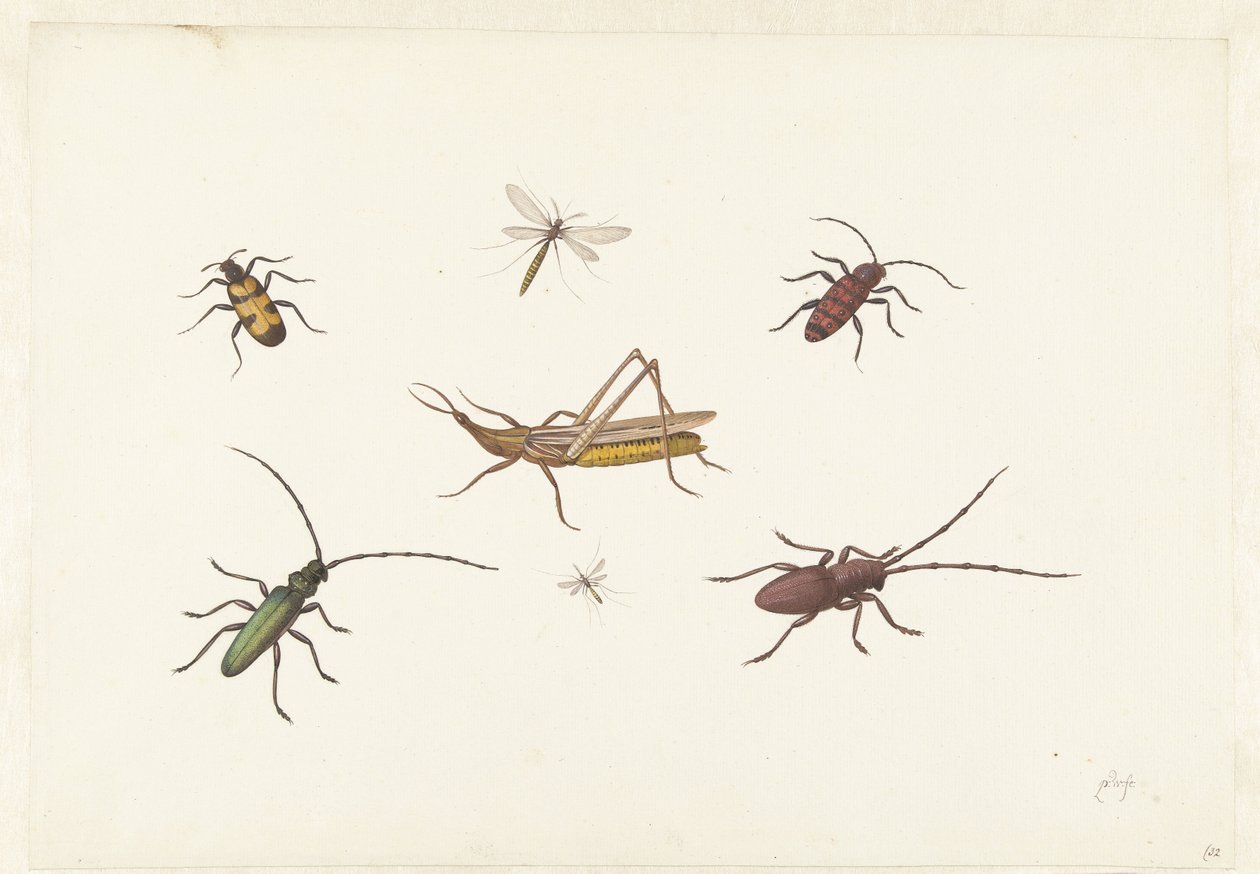 Ett ark med sju olika insekter Ark med sju olika insekter av Pieter Withoos