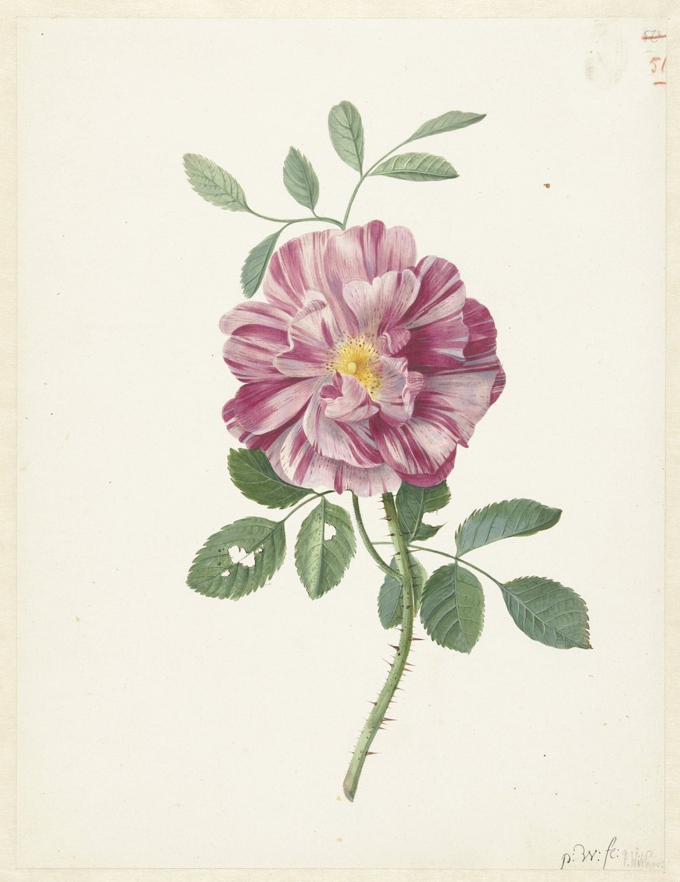 Gallisk ros (Rosa gallica L. 