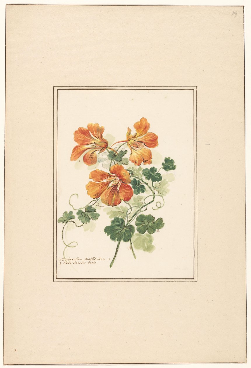 Grenar av en Tropaeolum och en viol av Pieter van Loo (attributed to)