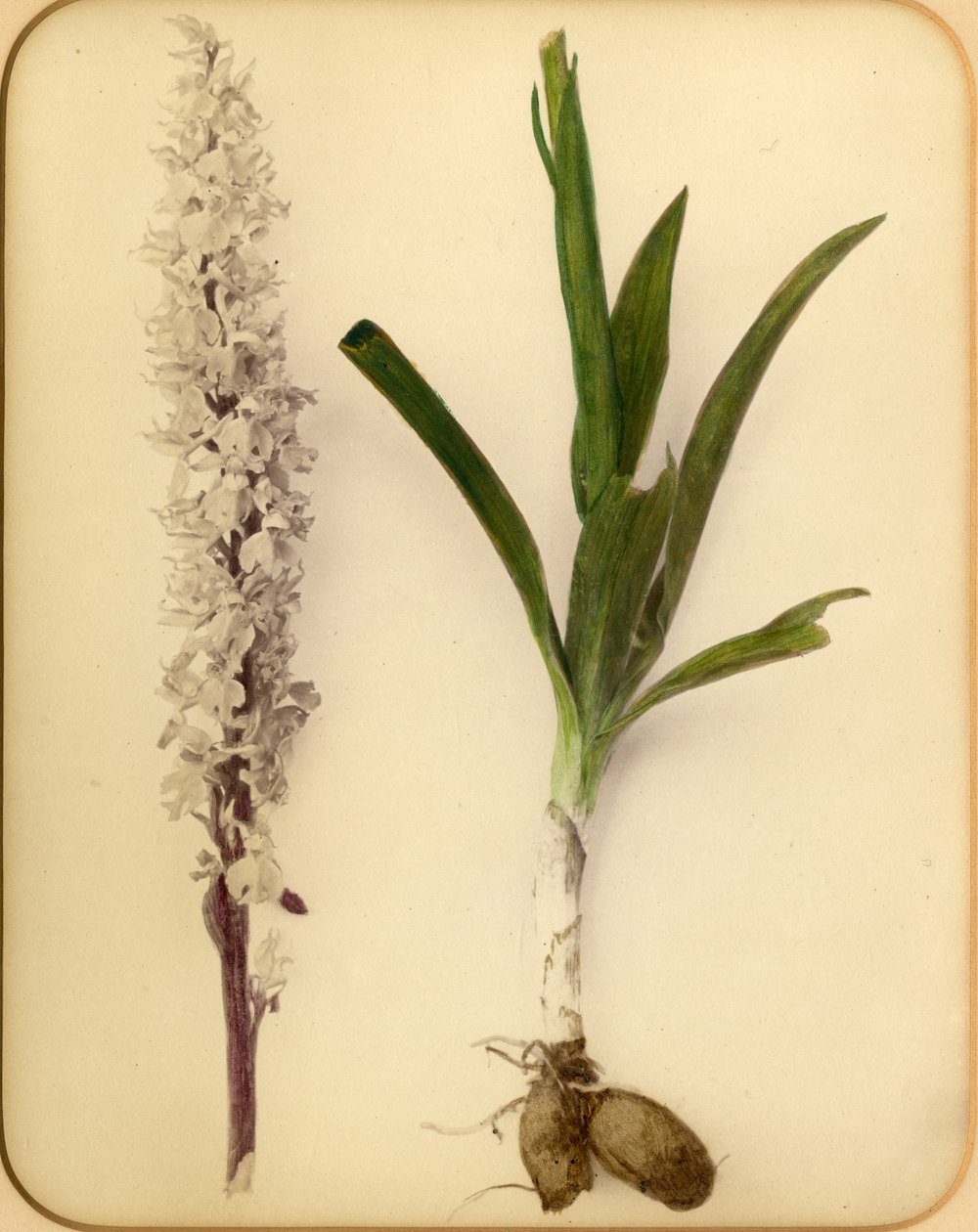 Blomma och lök, 1870-tal (albumintryck) av Pietro Guidi