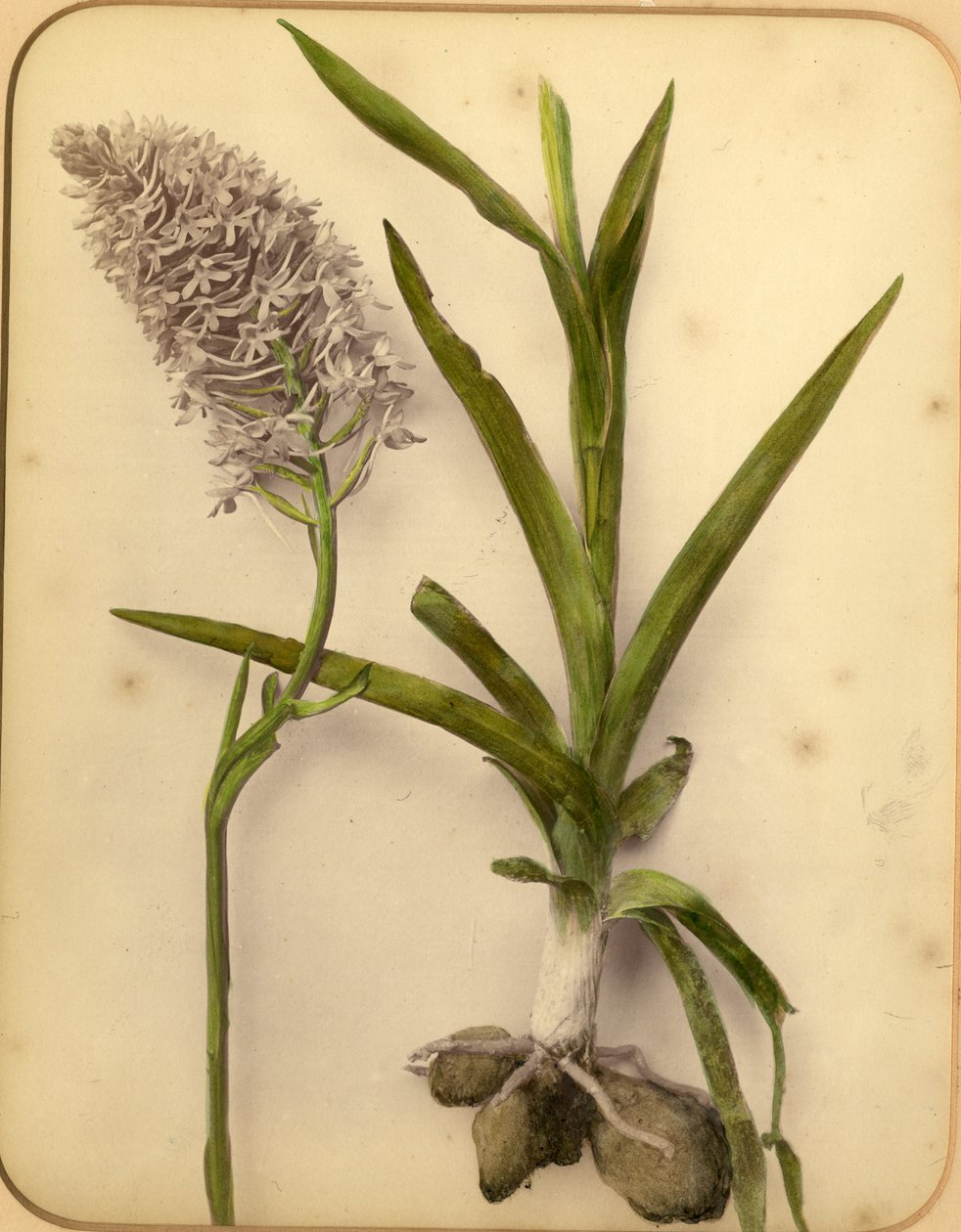 Blommor och lök, 1870-talet (albumenprint) av Pietro Guidi