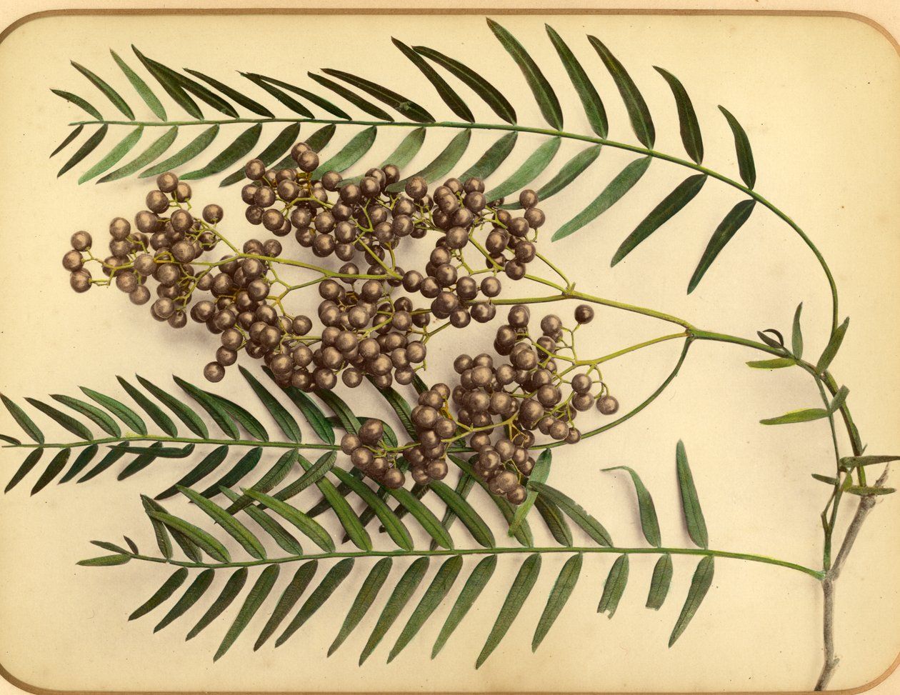 Lila blommor, 1870-tal (albumintryck) av Pietro Guidi