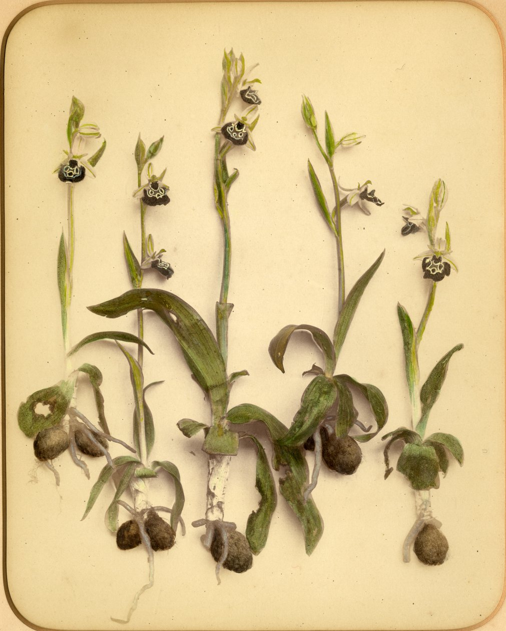Wild Orchid, 1870-talet (albumintryck) av Pietro Guidi