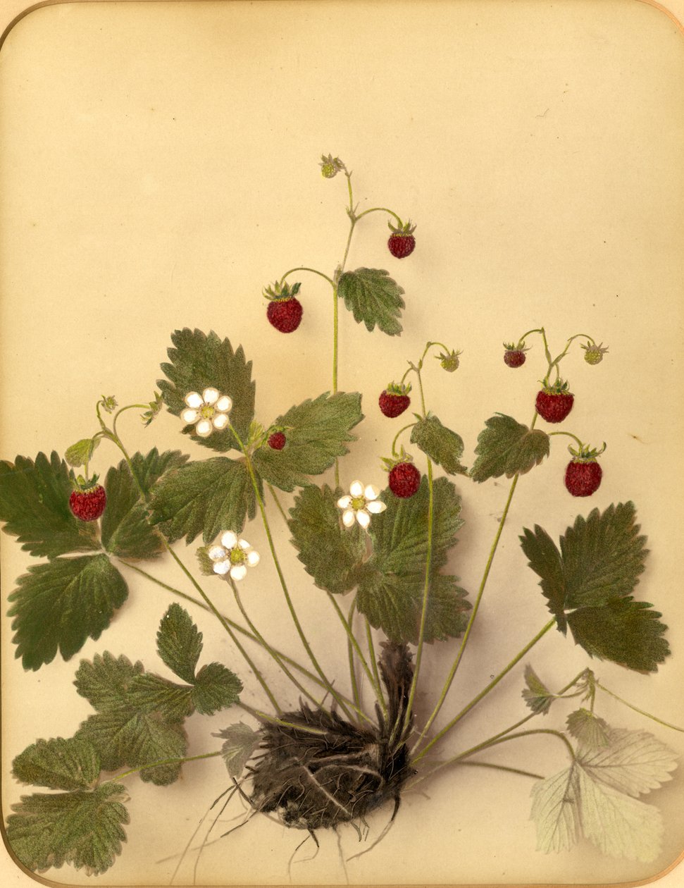 Vilda jordgubbsblommor, 1870-talet (albumenprint) av Pietro Guidi
