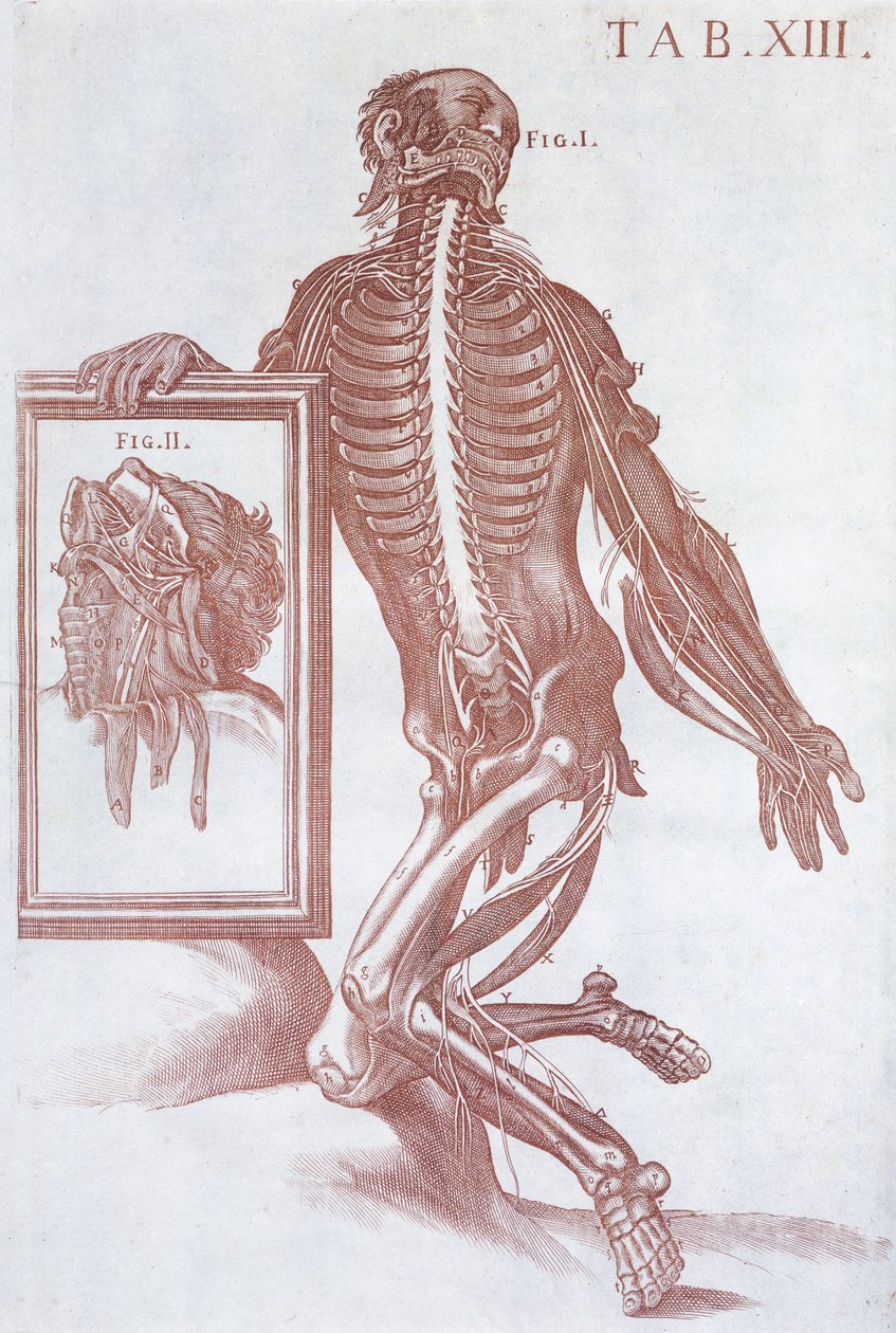 Anatomisk figur, från 