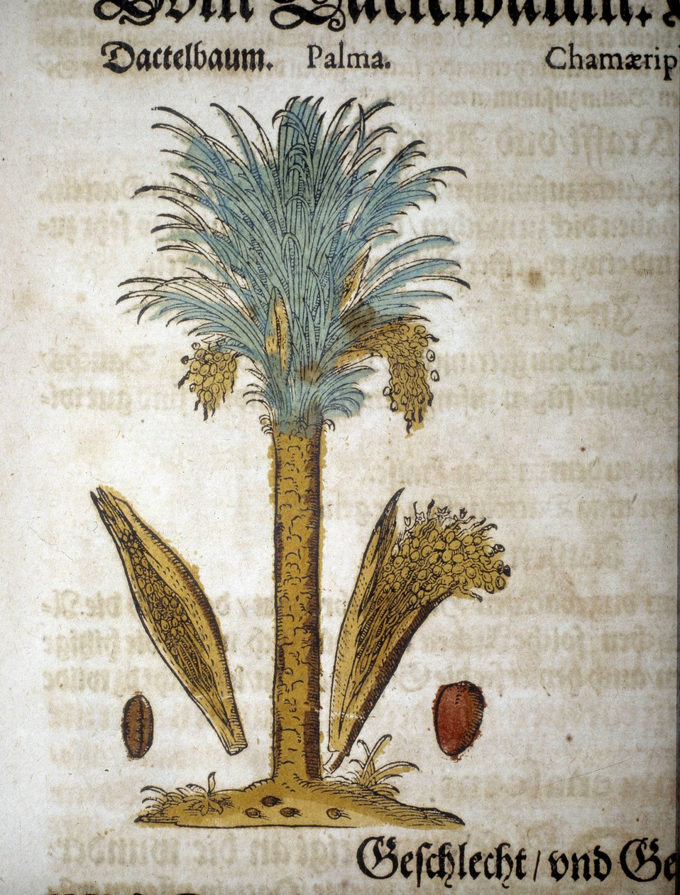 Botanisk tavla: Palm med dadlar - I "" herbarium mattioli"". av Pietro Andrea Mattioli