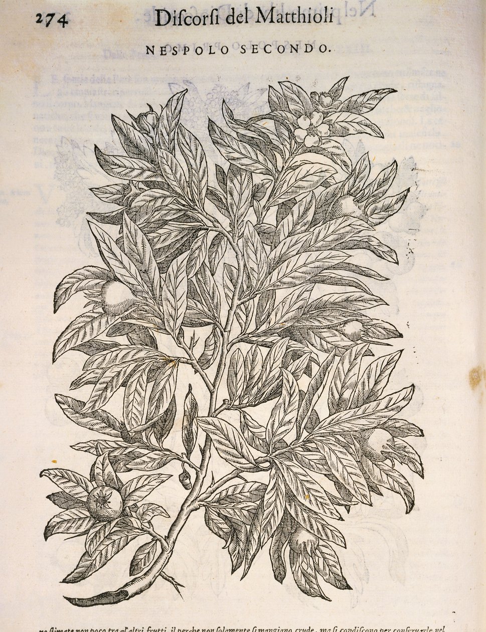 Medlar (Mespilus germanica), gravyr av Pier Andrea Mattioli av Pietro Andrea Mattioli