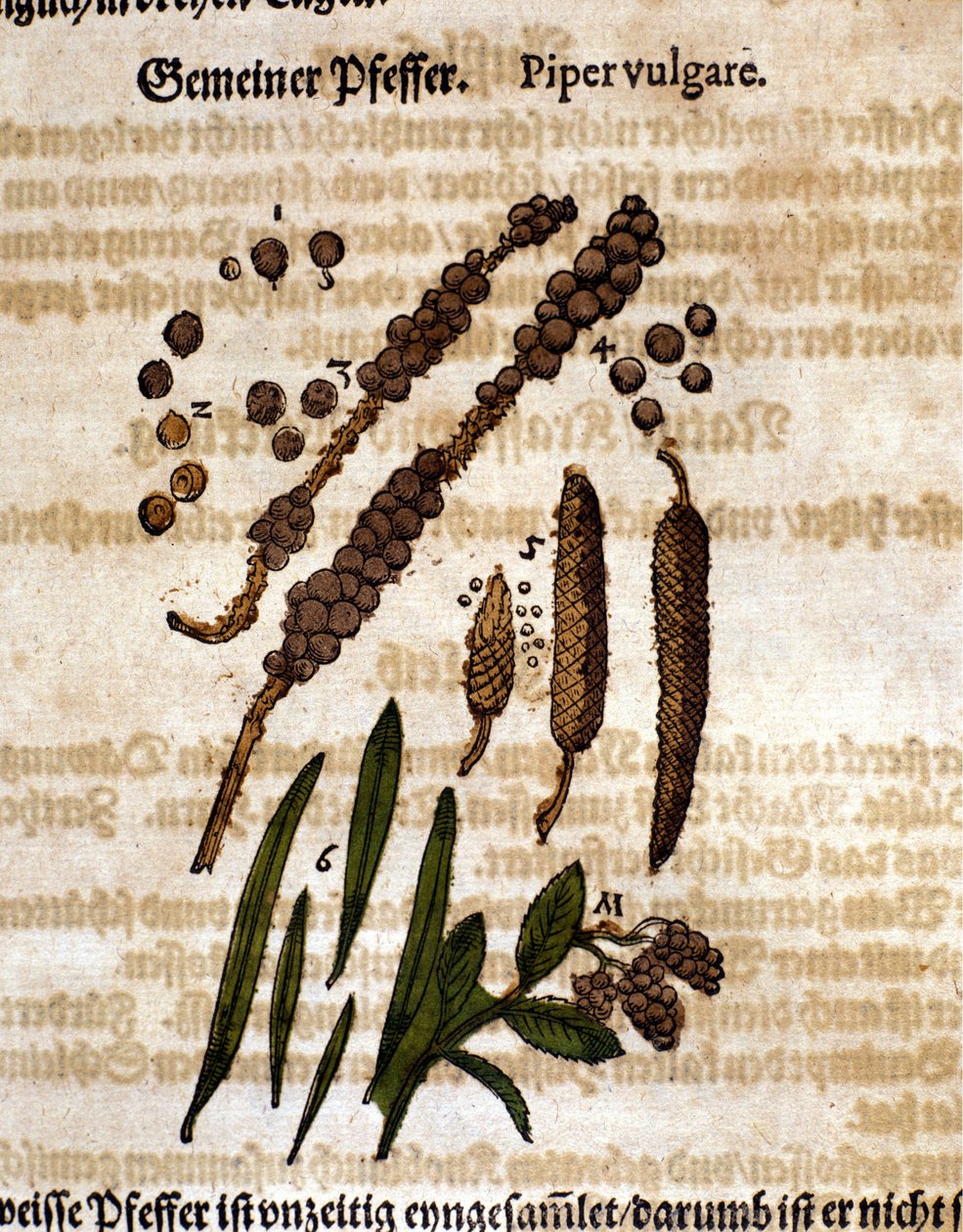 Vanlig peppar. Gravyr - i "" Kreutterbuch Dess högt lärde och välkände Mr. D. Petri Andreae Matthioli"" av Pietro Andrea Mattioli (Matthiole) (1500-1577). Frankfurt av Pietro Andrea Mattioli