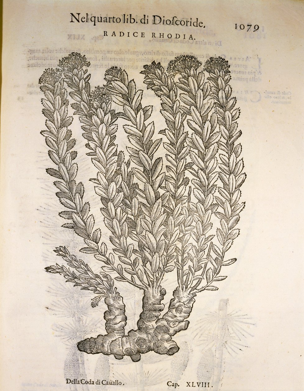 Gyllene rot eller rosenrot (Rhodiola rosea), gravyr av Pier Andrea Mattioli av Pietro Andrea Mattioli
