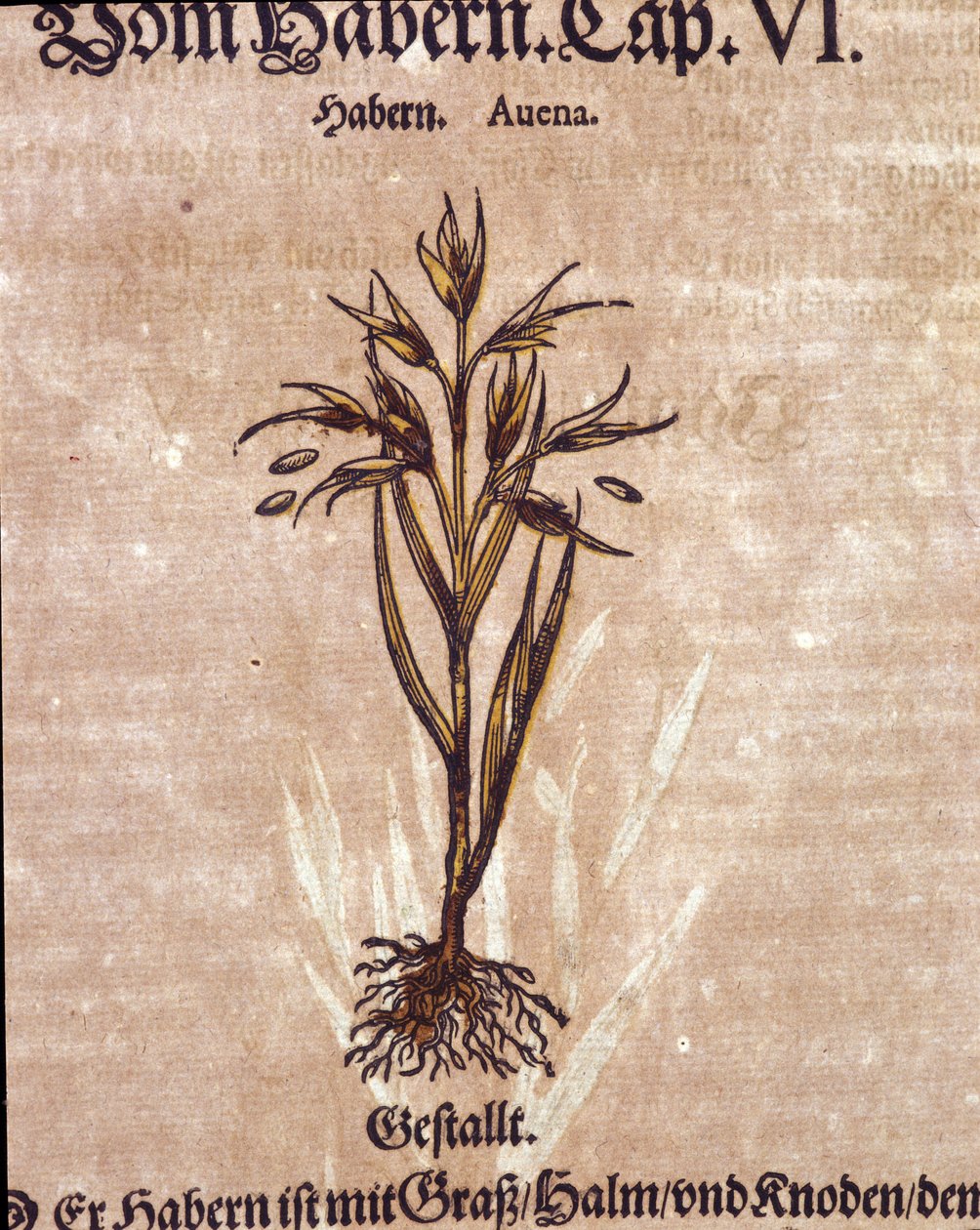 Herbarium: havre. Gravyr - i "" Kreutterbuch Dess mycket lärd och välkänd Mr. D. Petri Andreae Matthioli"" av Pietro Andrea Mattioli (Matthiole) av Pietro Andrea Mattioli