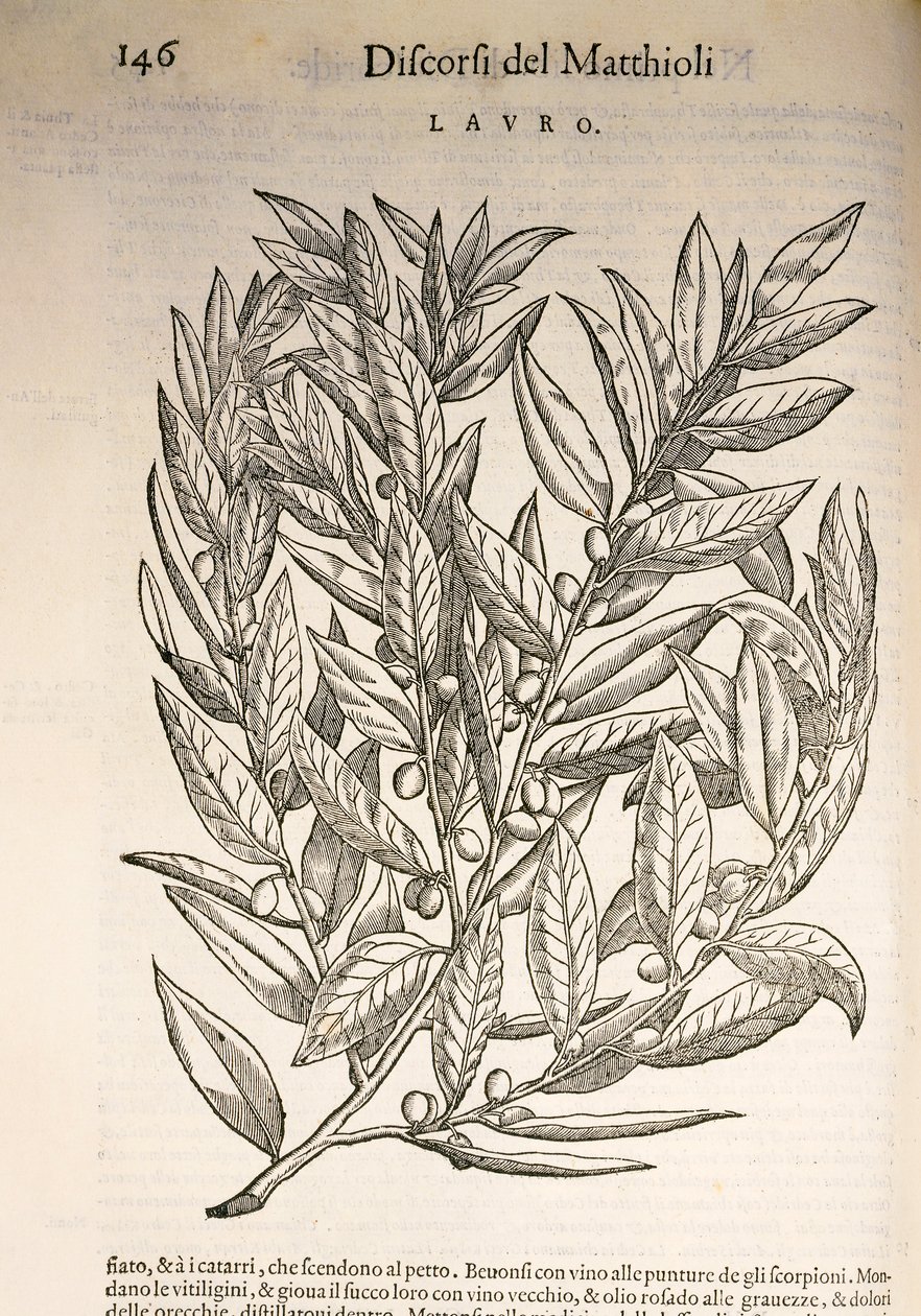 Laurel (Laurus), gravyr av Pier Andrea Mattioli av Pietro Andrea Mattioli