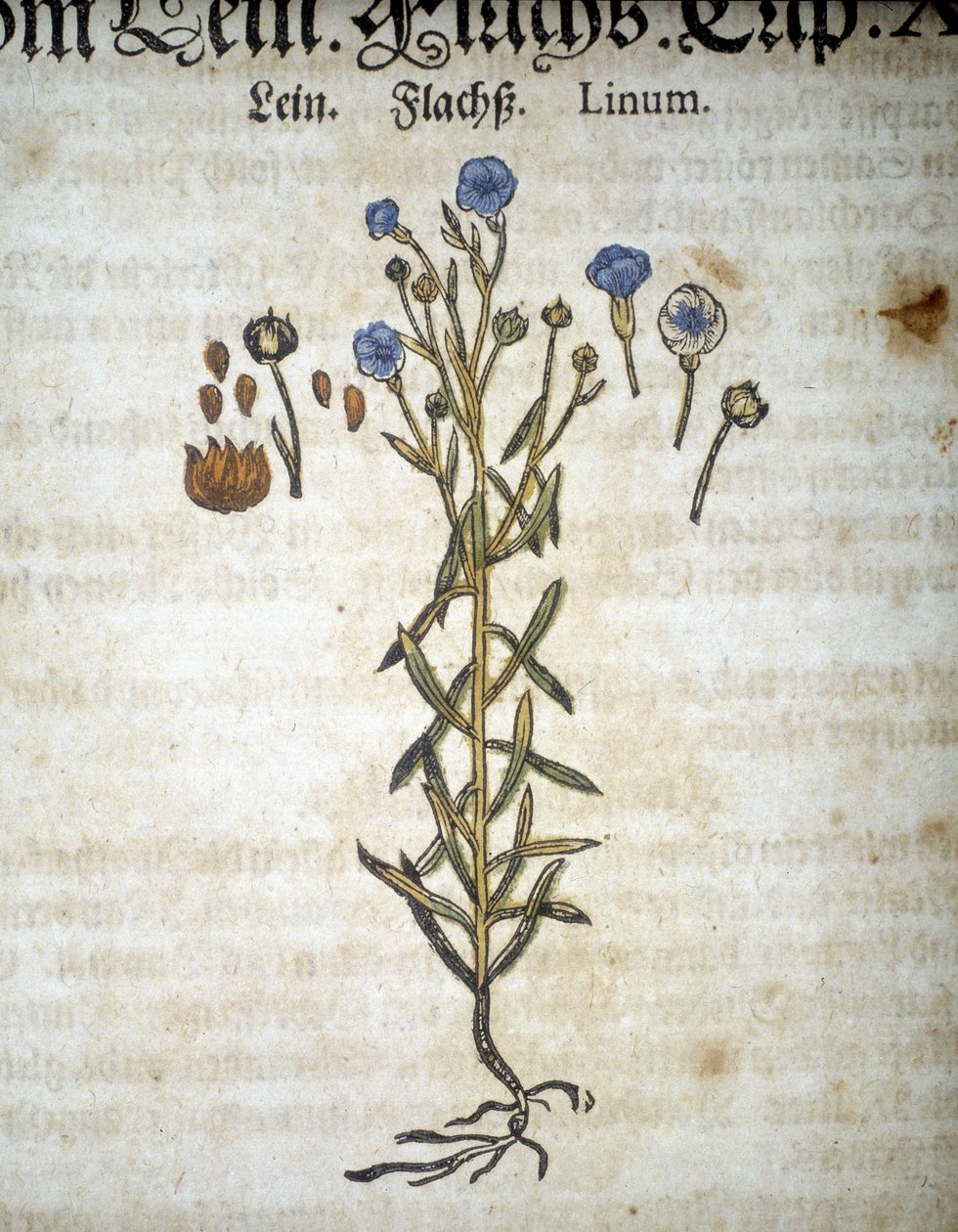 Lin eller Linum - I "Mattioli Herbarium". av Pietro Andrea Mattioli