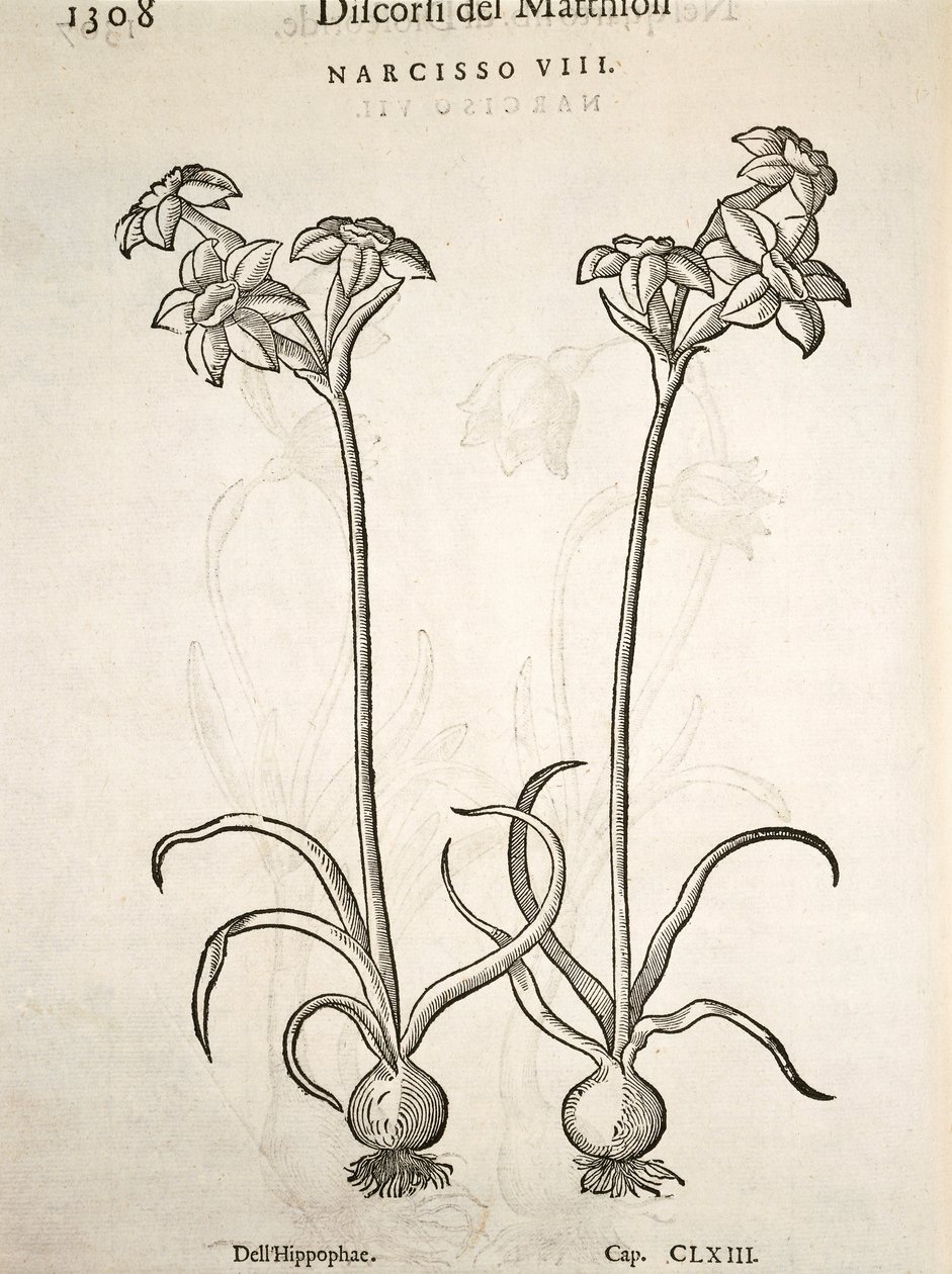 Narcissus, gravyr av Pier Andrea Mattioli av Pietro Andrea Mattioli