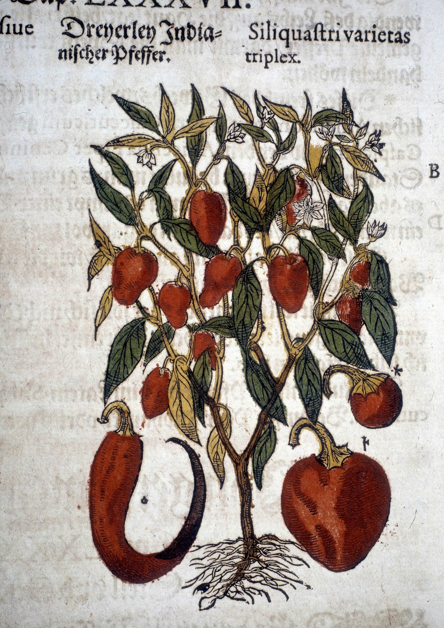 Tre sorters paprika eller skägg - I ""Herbier Mattioli" av Pietro Andrea Mattioli