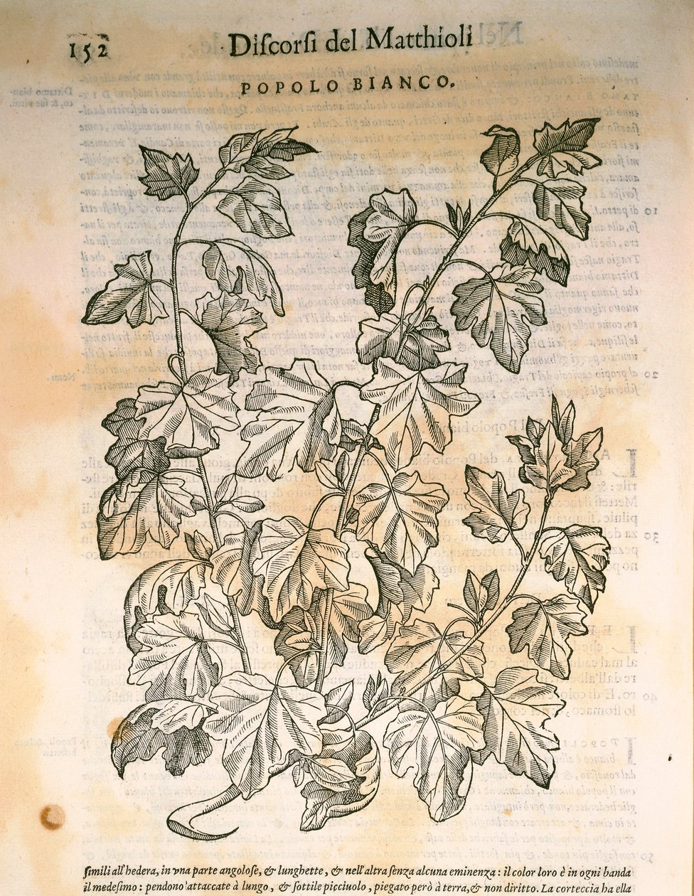 Poppel (Populus), gravyr av Pier Andrea Mattioli av Pietro Andrea Mattioli