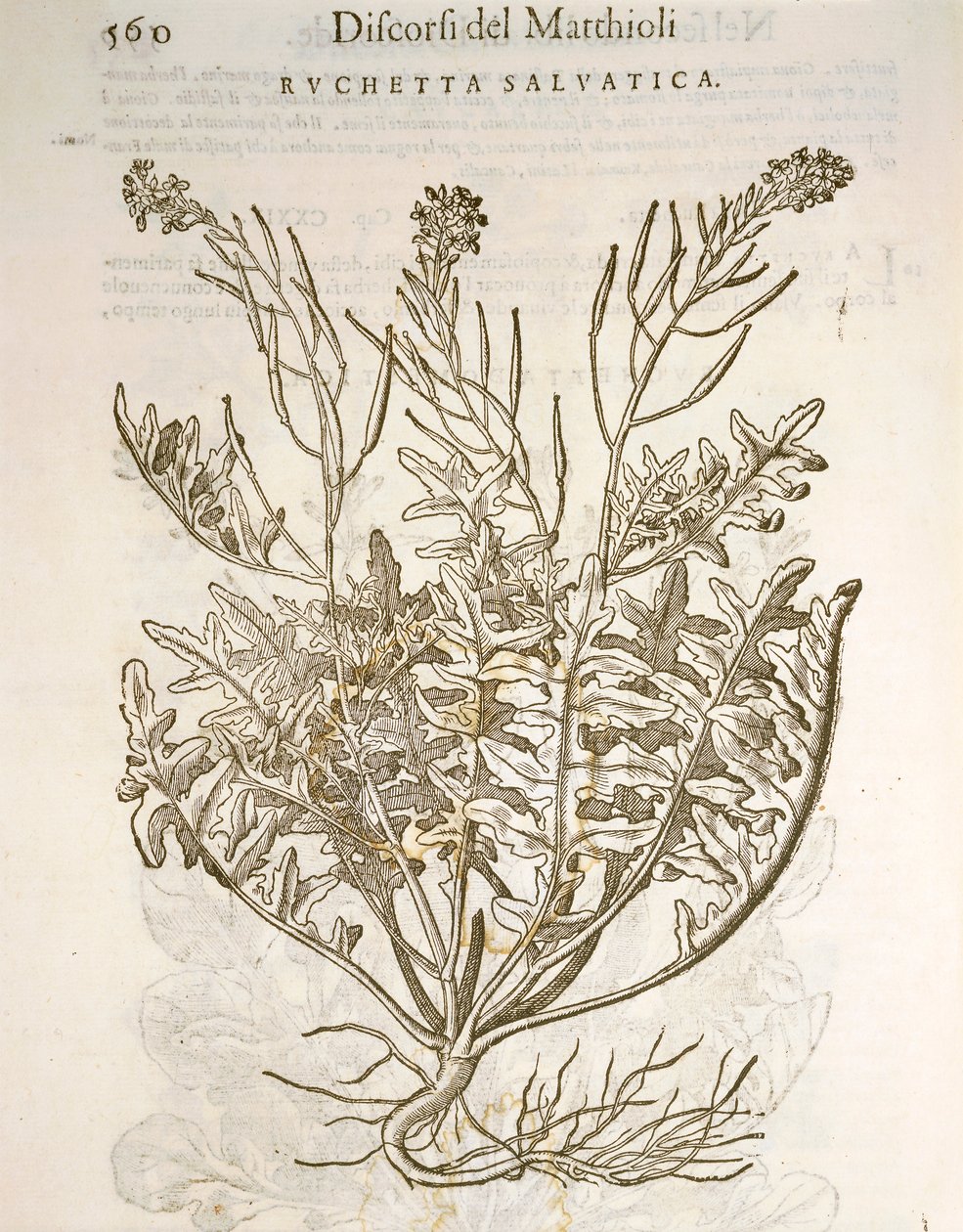 Raket eller ruccola (Eruca sativa), gravyr av Pier Andrea Mattioli av Pietro Andrea Mattioli