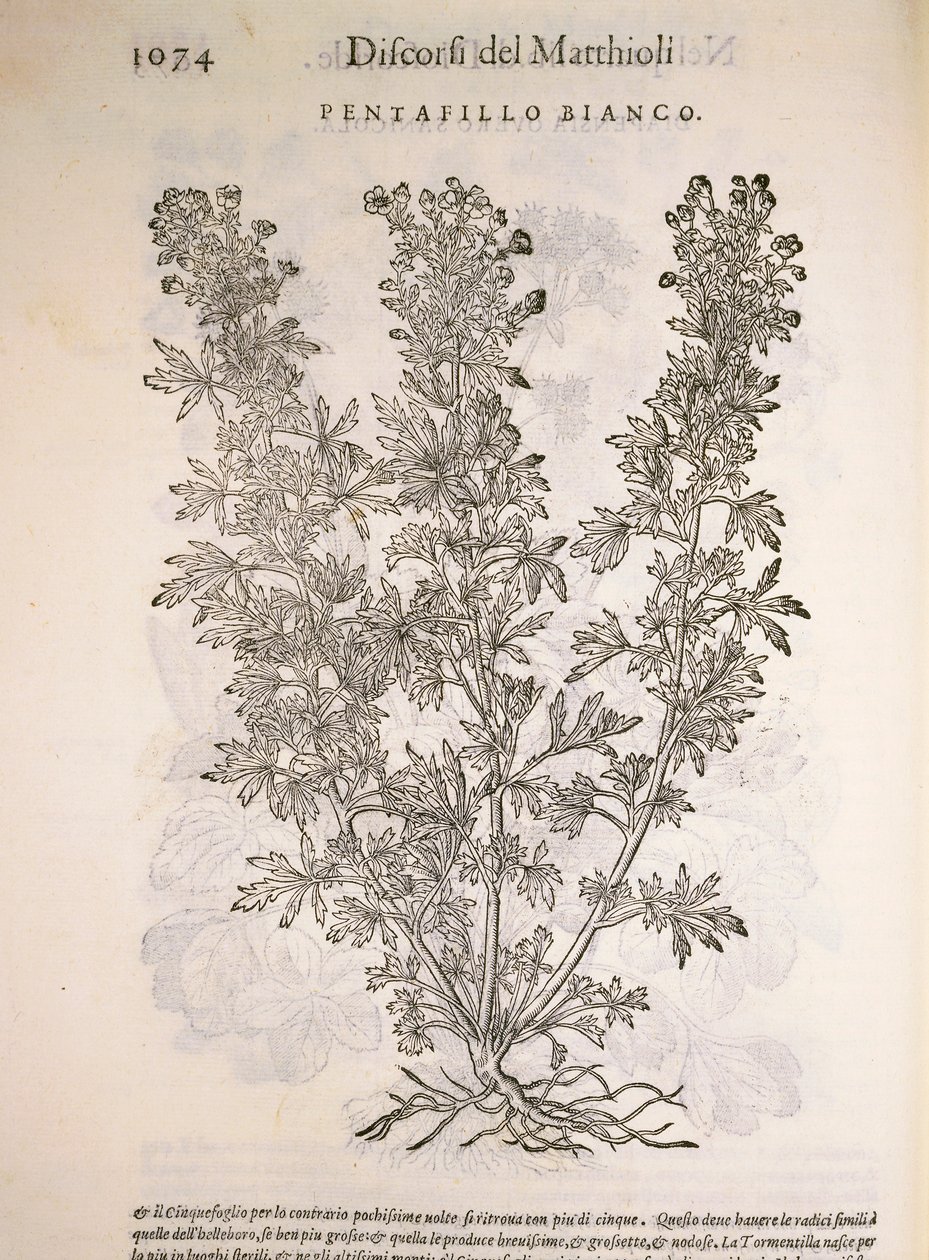 Silvergräs (Potentilla alba), gravyr av Pier Andrea Mattioli av Pietro Andrea Mattioli