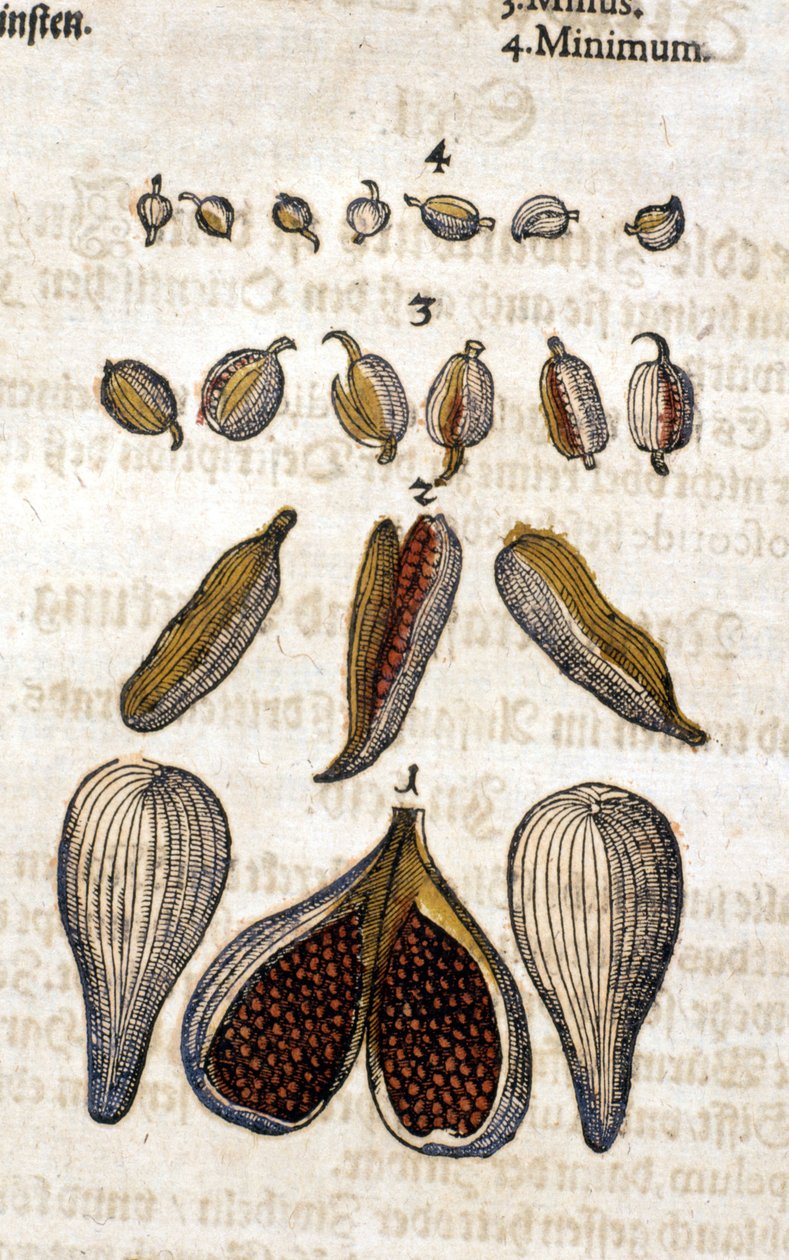 Kardemumman. Gravyr - i "" Kreutterbuch Dess högt lärde och välkände Mr. D. Petri Andreae Matthioli"" av Pietro Andrea Mattioli (Matthiole) (1500-1577). Frankfurt av Pietro Andrea Mattioli