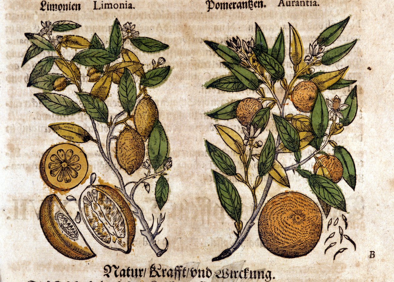 Citrusen. Apelsin och citronträd. Gravyr - i "" Kreutterbuch Dess högt lärde och välkände Mr. D. Petri Andreae Matthioli"" av Pietro Andrea Mattioli (Matthiole) (1500-1577). Frankfurt av Pietro Andrea Mattioli