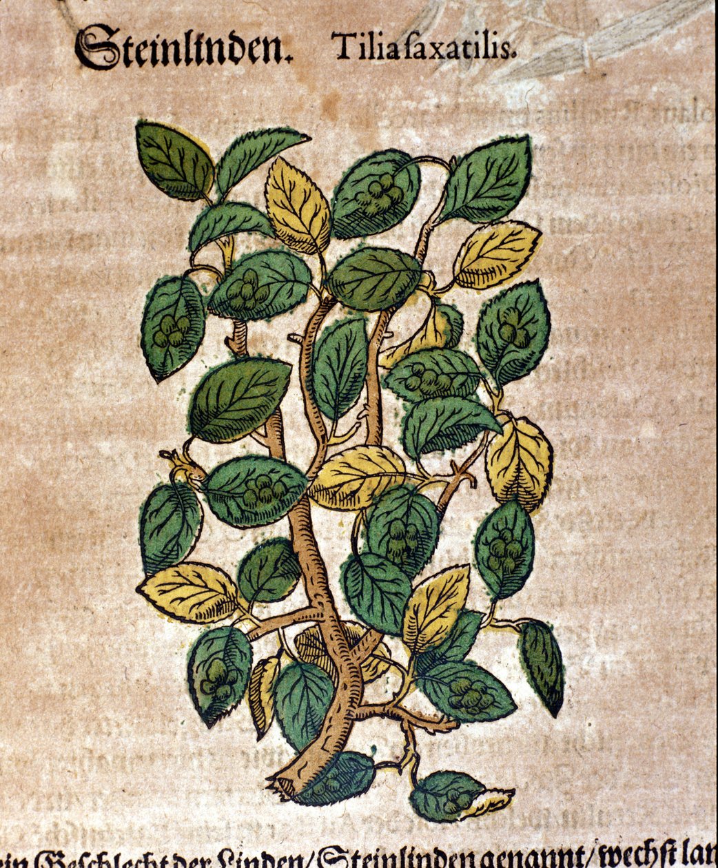 Linden. Gravyr - i "" Kreutterbuch Dess mycket lärde och välkände Mr. D. Petri Andreae Matthioli"" av Pietro Andrea Mattioli (Matthiole) (1500-1577). Frankfurt av Pietro Andrea Mattioli